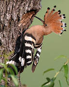 Eurasian Hoopoe