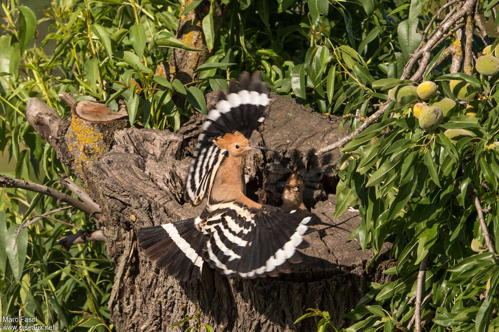 Eurasian Hoopoe, Reproduction-nesting