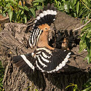 Eurasian Hoopoe