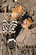 Eurasian Hoopoe