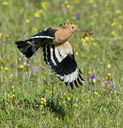 Eurasian Hoopoe