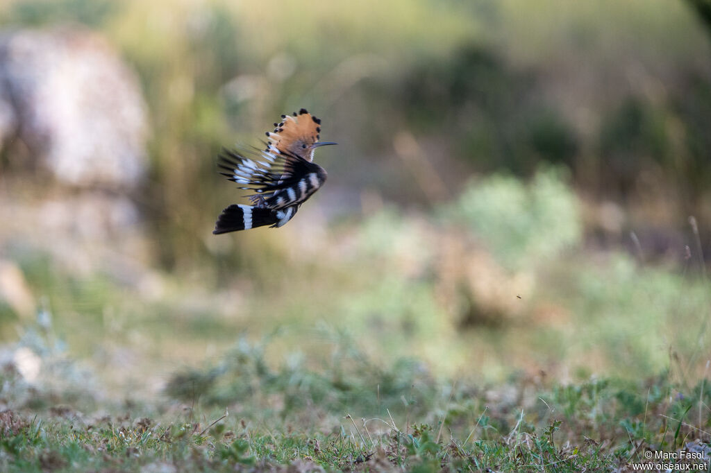 Eurasian Hoopoeadult, Flight