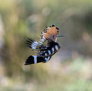 Eurasian Hoopoe