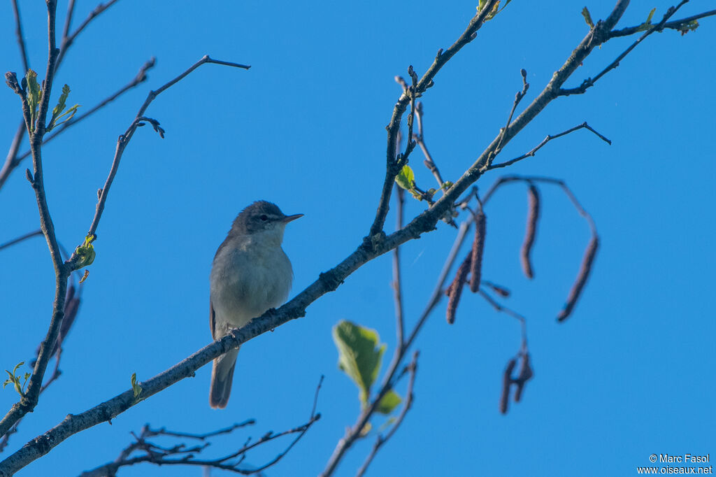 Booted Warbler