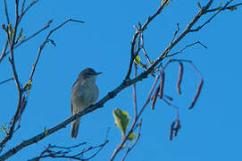 Booted Warbler