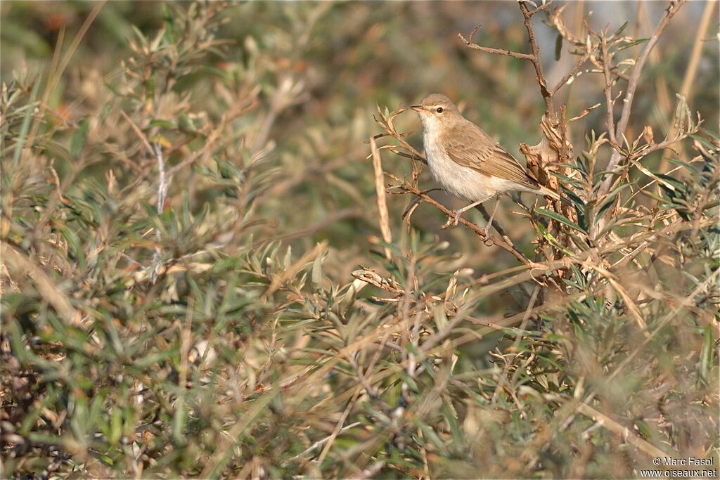 Hypolaïs bottée, identification