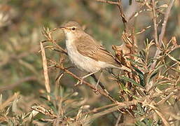 Booted Warbler