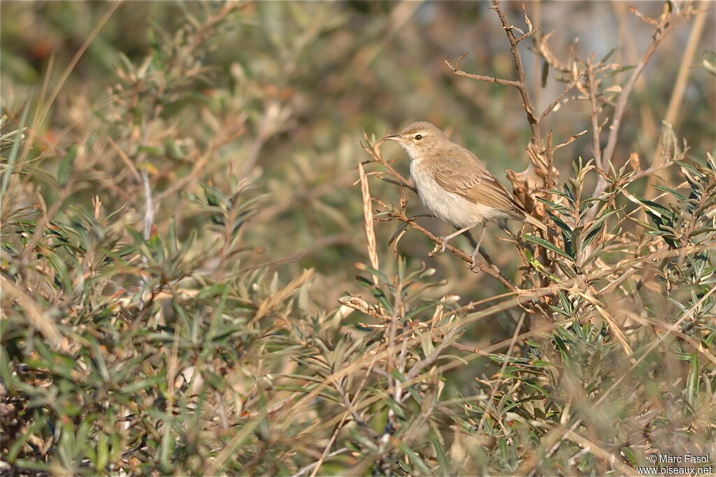 Hypolaïs bottée, identification