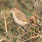 Hypolaïs bottée