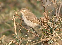 Booted Warbler