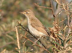 Booted Warbler