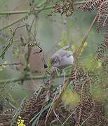 Booted Warbler