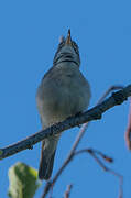 Booted Warbler