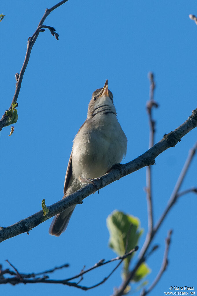 Hypolaïs bottéeadulte nuptial, identification, chant