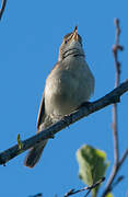 Booted Warbler