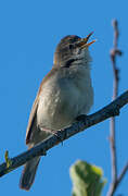 Booted Warbler