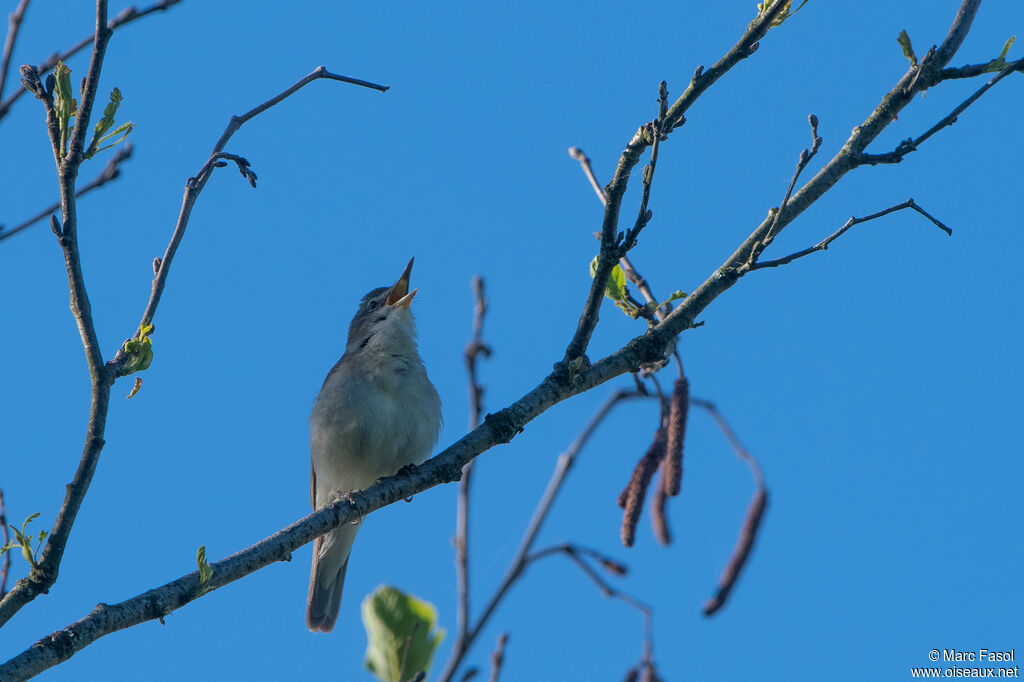 Booted Warbler male adult breeding, identification, song