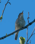 Booted Warbler