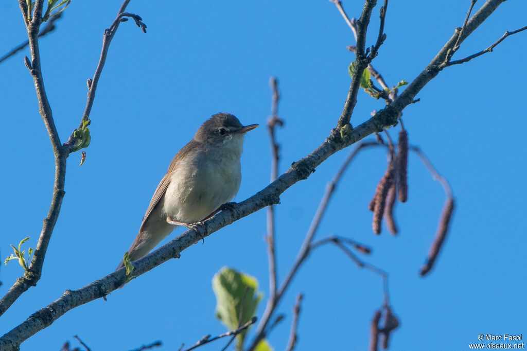 Booted Warbler male adult breeding, identification, song