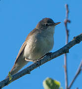 Booted Warbler