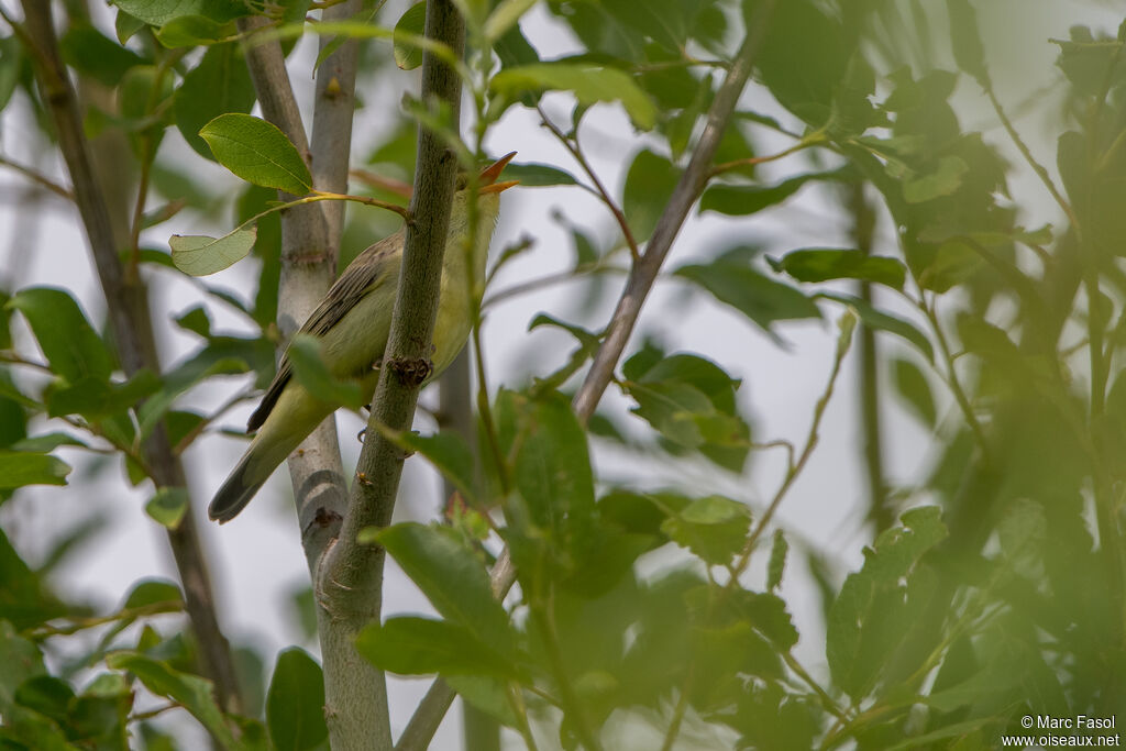 Icterine Warbler male adult breeding, identification, song