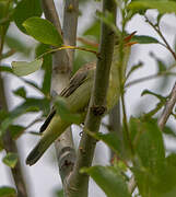 Icterine Warbler