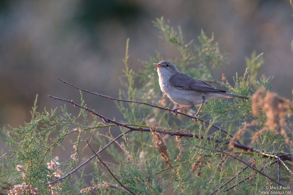 Eastern Olivaceous Warbler male adult breeding, identification, Behaviour