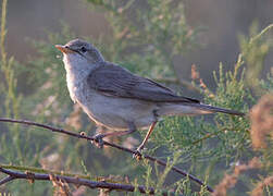 Eastern Olivaceous Warbler