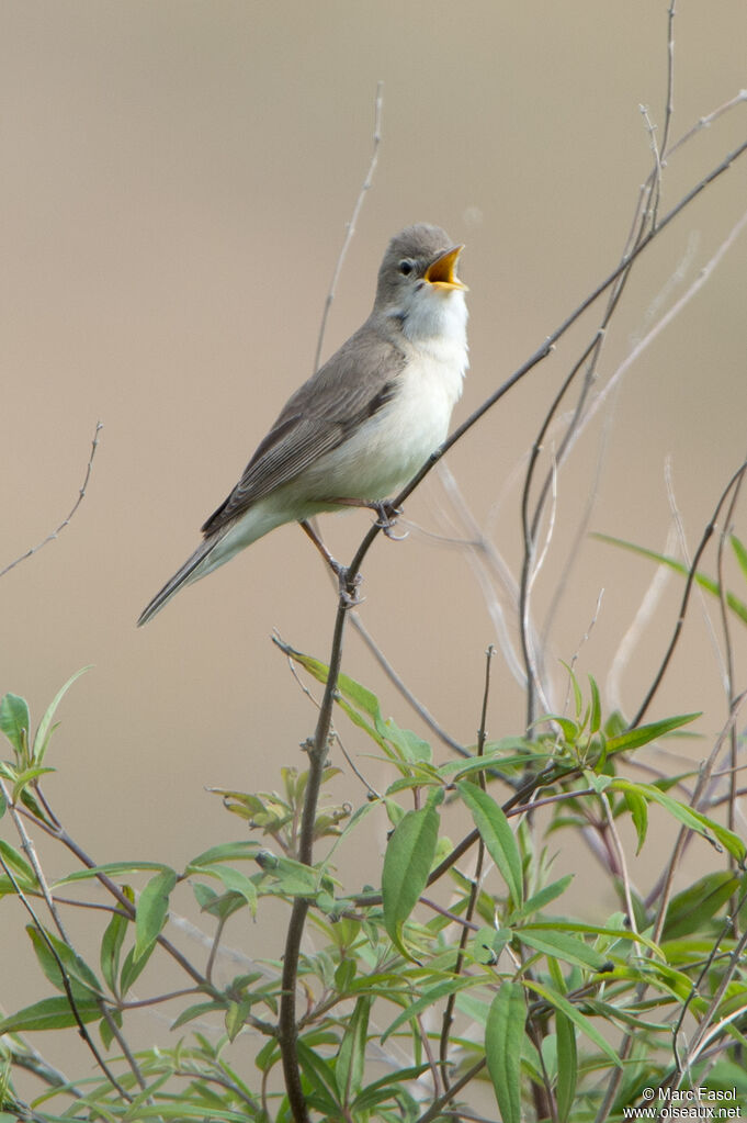 Eastern Olivaceous Warbler male adult, song