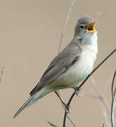 Eastern Olivaceous Warbler