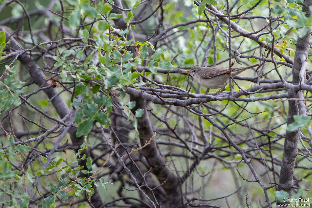 Hypolaïs pâleadulte, identification