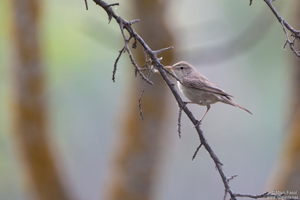 Hypolaïs pâleadulte, identification