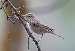 Eastern Olivaceous Warbler