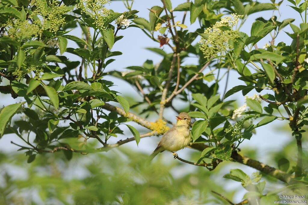 Melodious Warbler male adult breeding, identification, song