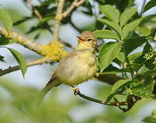 Melodious Warbler