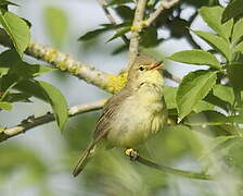 Melodious Warbler