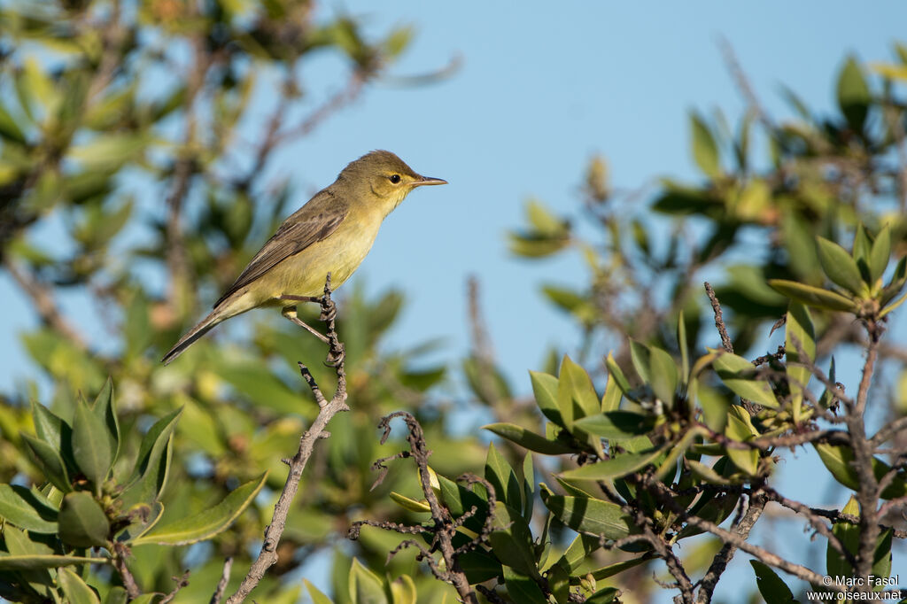 Melodious Warbleradult, identification