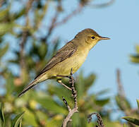 Melodious Warbler