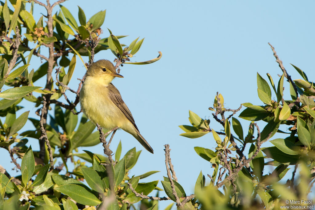 Melodious Warbleradult, identification