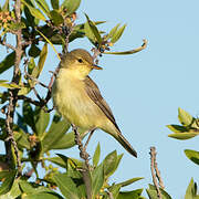 Melodious Warbler