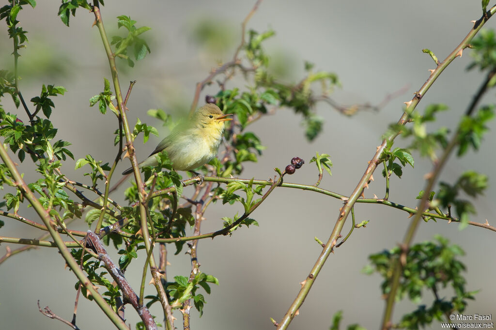 Melodious Warbleradult, identification, song