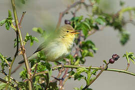 Melodious Warbler