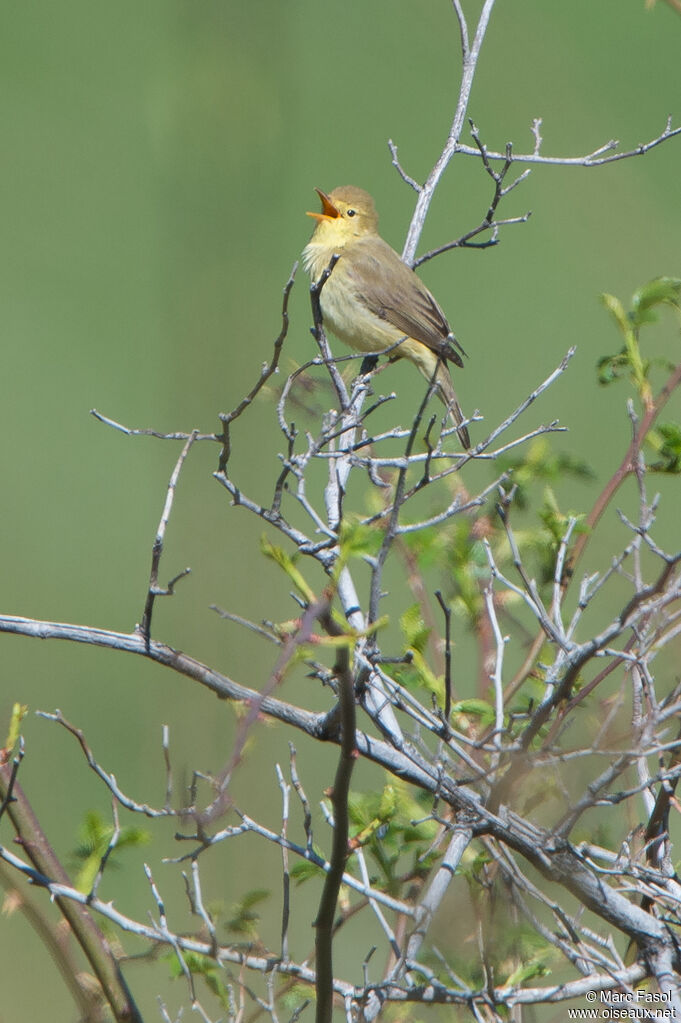 Melodious Warbleradult, identification