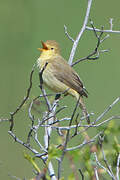 Melodious Warbler