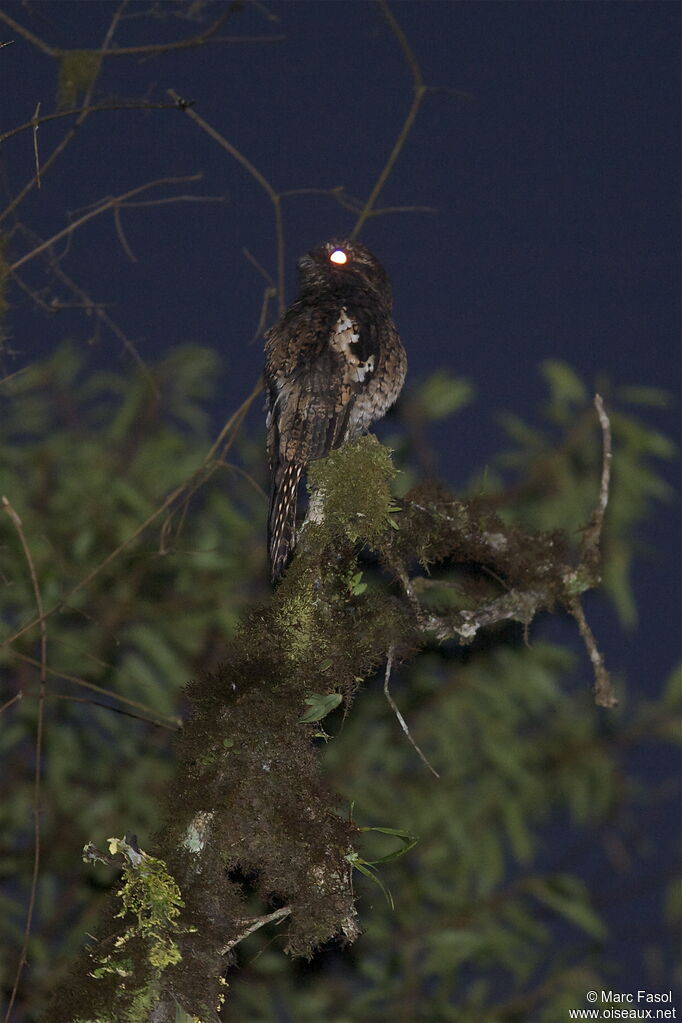 Andean Potooadult, identification, Behaviour