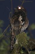 Andean Potoo