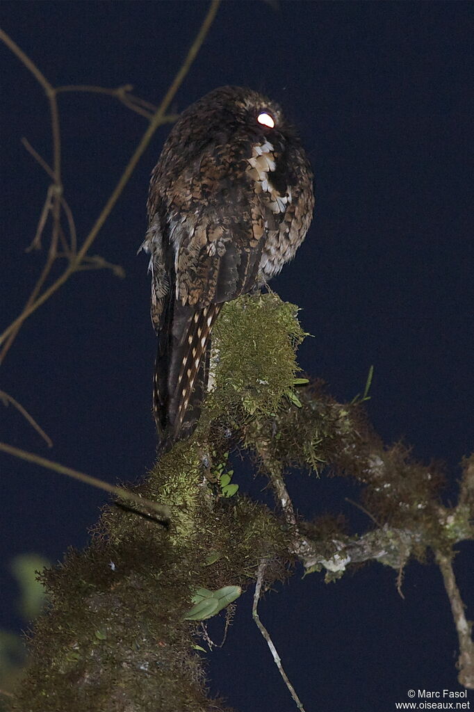 Andean Potooadult, identification, Behaviour