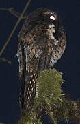 Andean Potoo