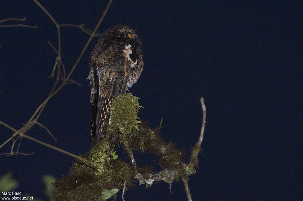 Andean Potooadult, identification, Behaviour