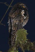 Andean Potoo